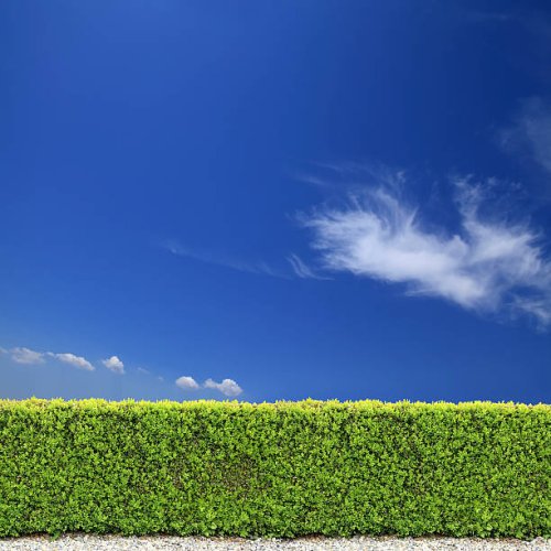 backyard bush fence over clear sky - garden decoration stock pictures, royalty-free photos & images