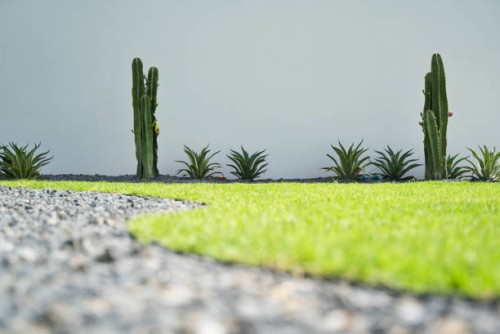 backyard cactus gardening. - garden decoration photos et images de collection