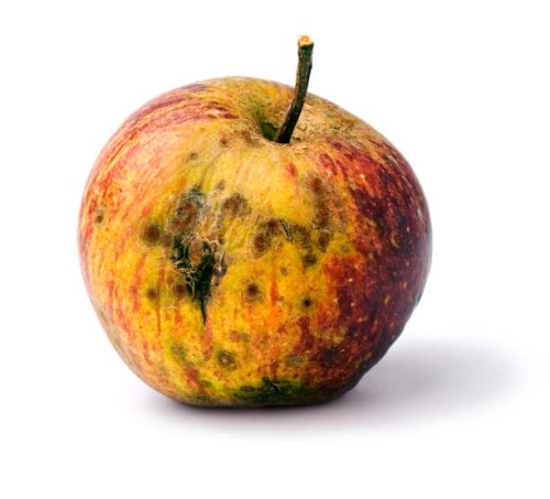 bad apple - food stock pictures, royalty-free photos & images