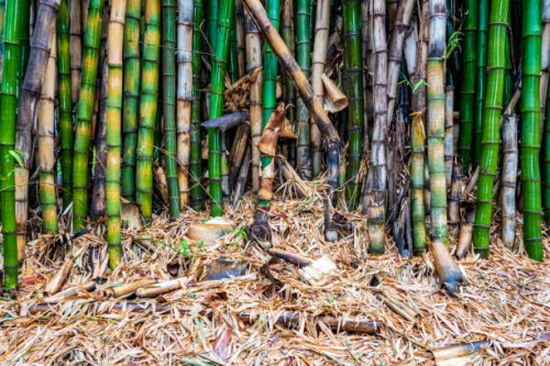 bamboo in a tropical garden - garden decoration stock pictures, royalty-free photos & images