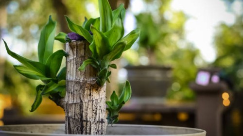 bamboo stalk with leaves - garden decoration stock pictures, royalty-free photos & images