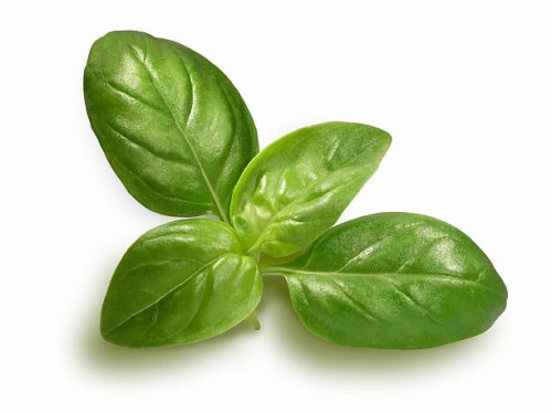 basil sprig - food stock pictures, royalty-free photos & images