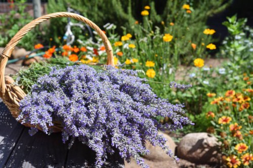 basket of fresh cut lavender in the flower garden - garden decoration stock-fotos und bilder