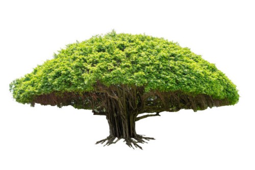 beautiful a banyan tree on white background. - garden decoration stock pictures, royalty-free photos & images