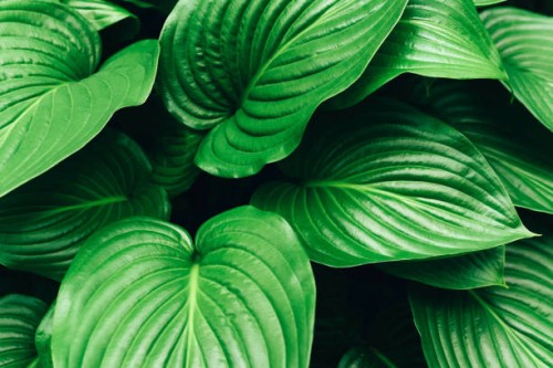 beautiful background with large green leaves. - garden decoration stock pictures, royalty-free photos & images