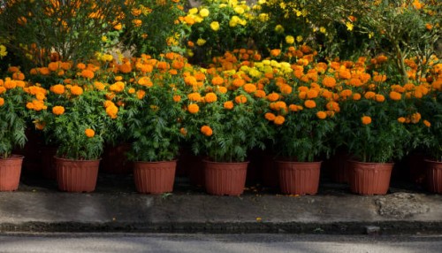 beautiful background with the brilliant daisy pots on the yard in my garden - garden decoration stock pictures, royalty-free photos & images
