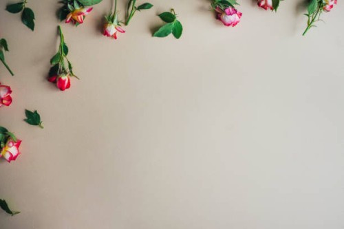 beautiful beige background with small roses. - garden decoration photos et images de collection