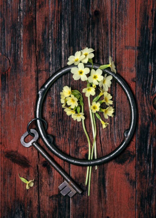 beautiful bouquet of wild yellow cowslip or key flowers with rusty keychain and key on red dark wooden background. - garden decoration stock-fotos und bilder