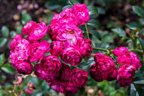 beautiful brunch of roses. - garden decoration stock pictures, royalty-free photos & images