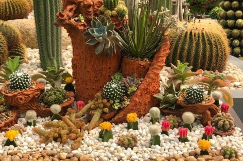 beautiful cactus garden in pattaya - colorful blooming cactus. - garden decoration stock pictures, royalty-free photos & images