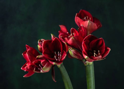 beautiful christmas red amaryllis flower blooms. - garden decoration stock pictures, royalty-free photos & images