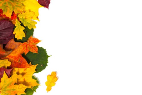 beautiful colorful autumn leaves isolated on white background - garden decoration stock pictures, royalty-free photos & images