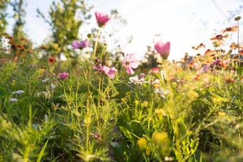 beautiful cosmos flowers blooming in garden, summer nature landscape - garden decoration stock pictures, royalty-free photos & images