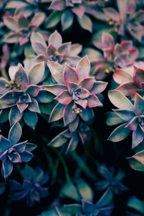 beautiful echeveria succulents in purple, green and blue tones top view. natural background - garden decoration stock pictures, royalty-free photos & images