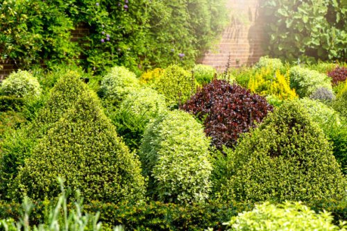 beautiful evergreen topiary shaped shrubs in an english garden border in soft sunshine - garden decoration stock pictures, royalty-free photos & images