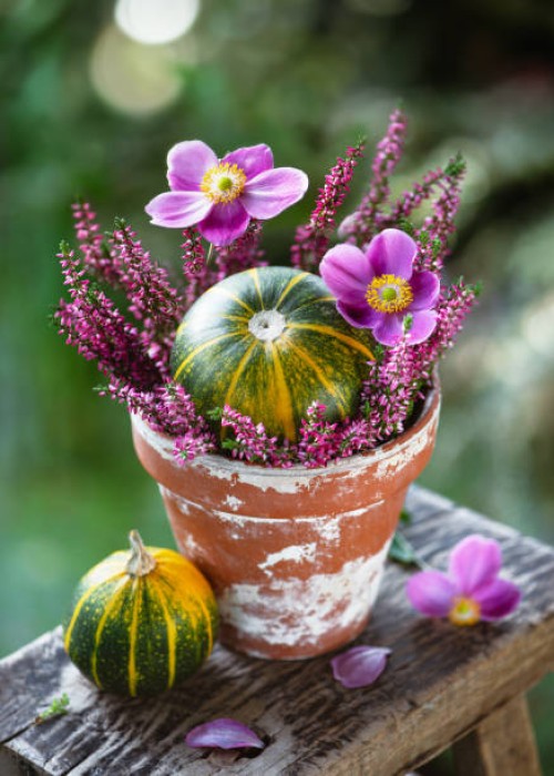 beautiful florist arrangement with small decorative pumpkins in dark green and yellow and purple heather, fall-blooming anemone flowers in a rustic ceramic flowerpot. - garden decoration stock pictures, royalty-free photos & 
