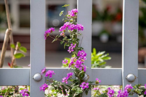 beautiful flower on the home fence - garden decoration stock pictures, royalty-free photos & images