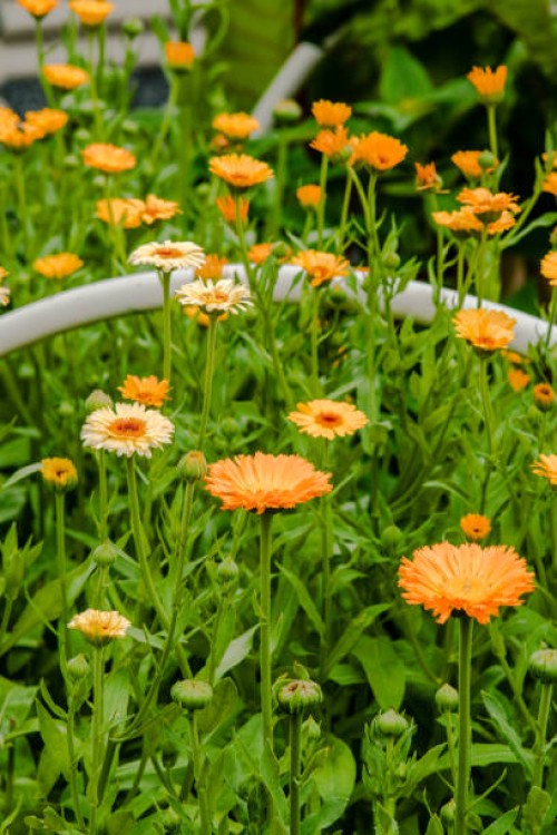 beautiful flowers blooming in a summer garden - garden decoration stock pictures, royalty-free photos & images