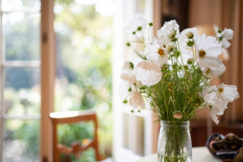 beautiful flowers in a mason jar for a vase: cosmos 'cupcake' - home decoration stock pictures, royalty-free photos & images