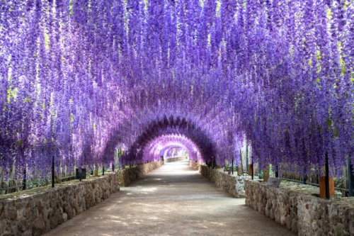 beautiful flowers tunnel made by wisteria flowers. - garden decoration stock pictures, royalty-free photos & images