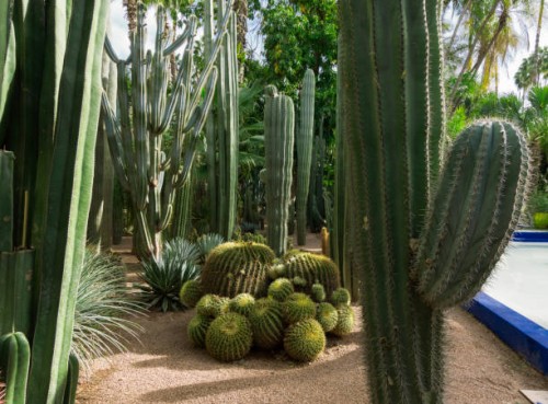 beautiful garden with giant cactus plant. - garden decoration stock pictures, royalty-free photos & images
