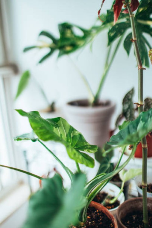 beautiful houseplant - garden decoration stock pictures, royalty-free photos & images