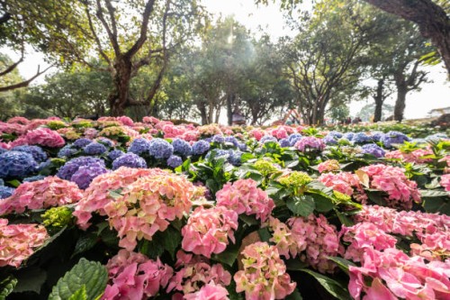 beautiful hydrangea flowers blooming in the garden. - garden decoration stock pictures, royalty-free photos & images