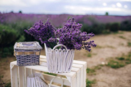 beautiful lavender bouquet in a white wicker basket on white wooden bench bunch of aroma violets lavender flower lavender flowers in design white basket for spa aroma therapy,romania - garden decoration stock pictures, royalt
