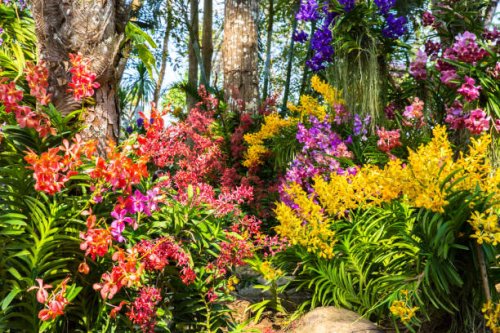 beautiful orchid garden, chanthaburi. - garden decoration stock pictures, royalty-free photos & images