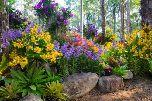 beautiful orchid garden in ruk - lueng - chant : floral festival at khitchakut district, chanthaburi. - garden decoration stock pictures, royalty-free photos & images