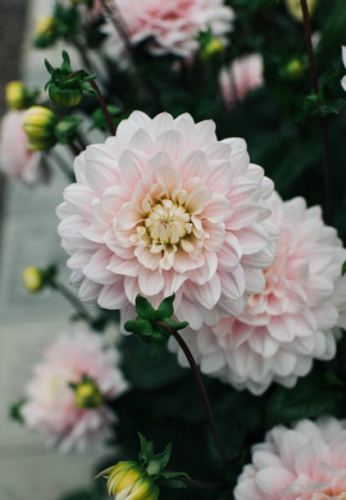 beautiful pale pink dahlia in a garden in sweden - garden decoration stock pictures, royalty-free photos & images