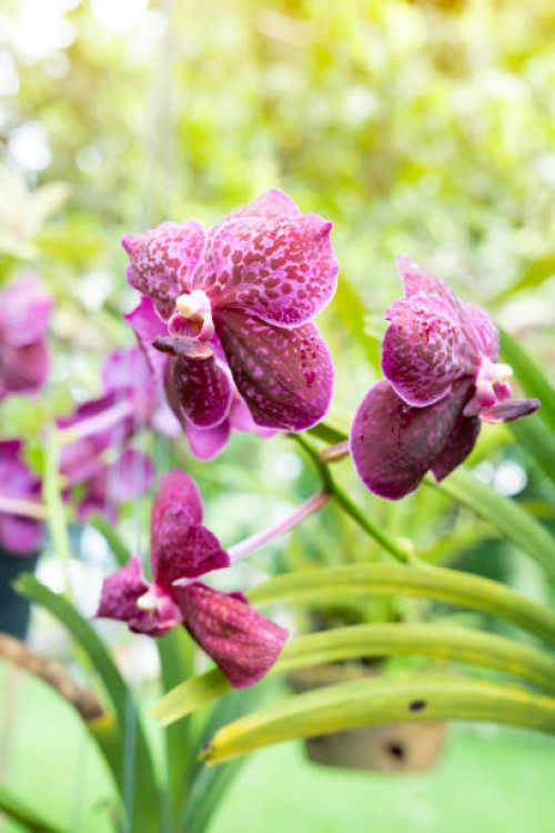 beautiful pink color orchid flowers in garden with sunlight. - garden decoration stock pictures, royalty-free photos & images
