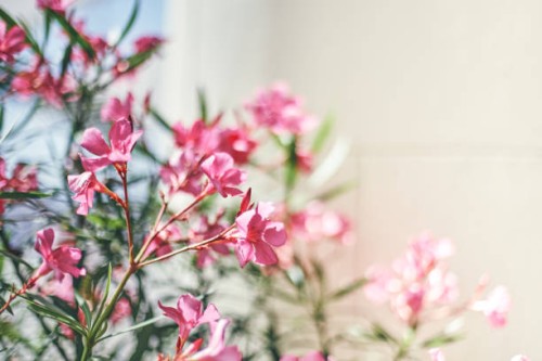 beautiful pink flowers on the light background - garden decoration stock pictures, royalty-free photos & images