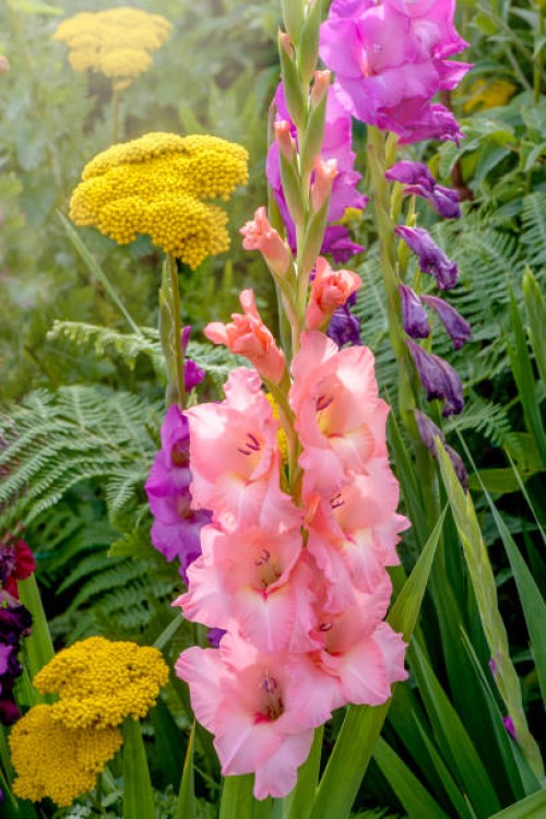 beautiful pink gladioli flowers in an english garden summer border - garden decoration stock pictures, royalty-free photos & images