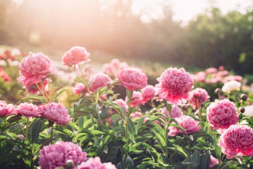 beautiful pink peony flowers in the summer garden in sunny day, floral background - garden decoration stock pictures, royalty-free photos & images