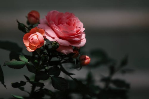 beautiful pink rose flowers against blurred grey background - garden decoration stock pictures, royalty-free photos & images