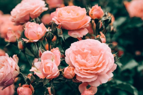 beautiful pink roses in bloom during springtime garden. - garden decoration stock pictures, royalty-free photos & images