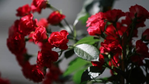 beautiful red rose flowers against blurred grey background - garden decoration stock pictures, royalty-free photos & images