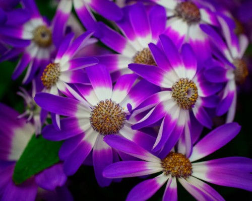 beautiful spring - garden decoration stock pictures, royalty-free photos & images