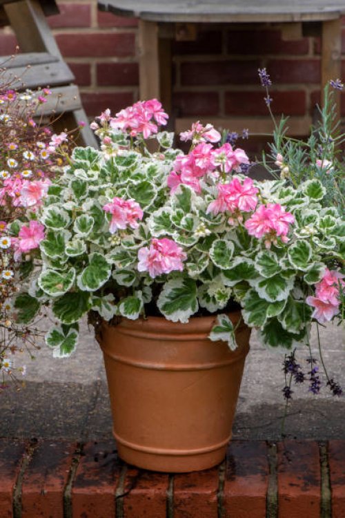 beautiful, summer planted terracotta pots with soft pink geraniums, pelargoniums - garden decoration stock pictures, royalty-free photos & images
