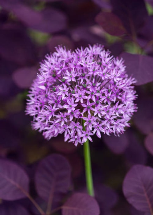 beautiful summer purple flower of giant onion growing in the spring garden - garden decoration stock pictures, royalty-free photos & images