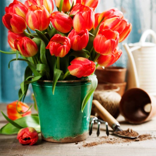beautiful tulips bouquet and garden tools on wooden table - garden decoration stock pictures, royalty-free photos & images