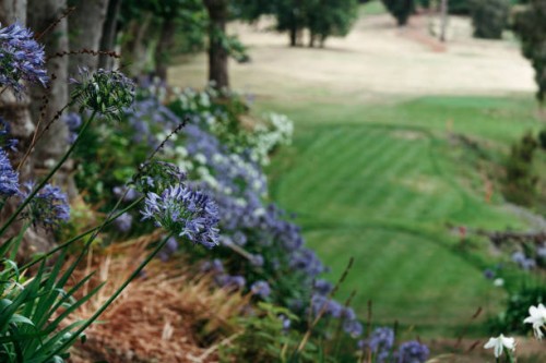 beautiful view of the blooming valley. - garden decoration stock-fotos und bilder