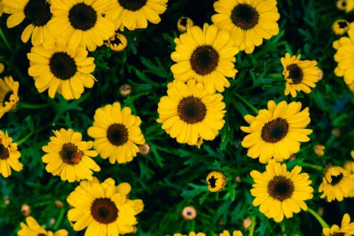 beautiful yellow daisy flowers. natural pattern - garden decoration stock pictures, royalty-free photos & images
