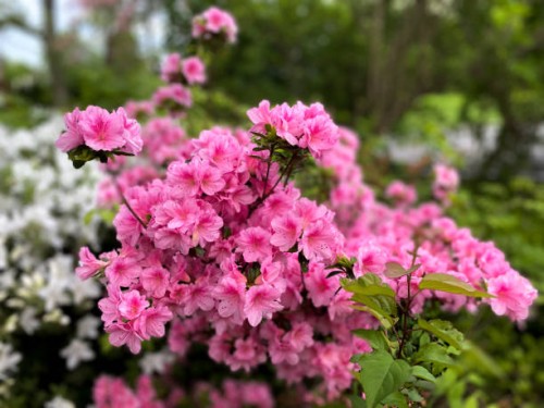 beauty of sprawling pink & white azalea bushes in early spring season - garden decoration stockfoto's en -beelden