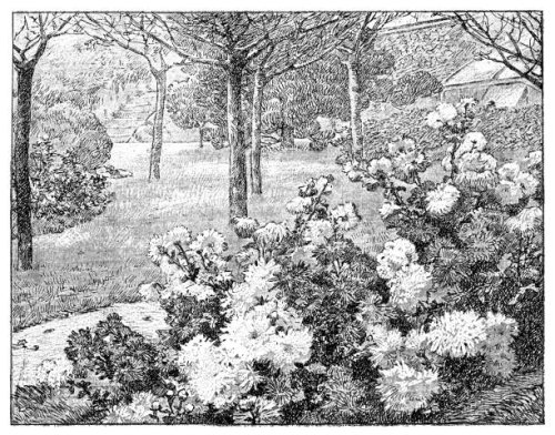 bed of chrysanthemums - garden decoration stock illustrations