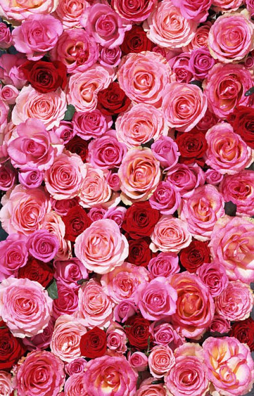 bed of roses xxlarge - garden decoration stock pictures, royalty-free photos & images