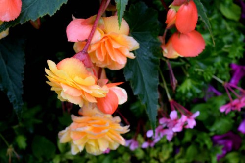 begonia 'apricot shades' begonia x tuberhybrida 'a - garden decoration stock pictures, royalty-free photos & images