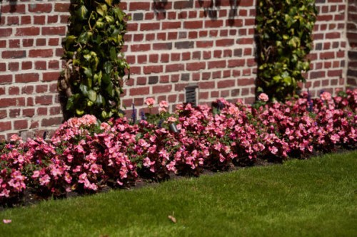 begonia cucullata - garden decoration stockfoto's en -beelden
