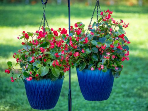 begonia hanging pots - garden decoration stock pictures, royalty-free photos & images